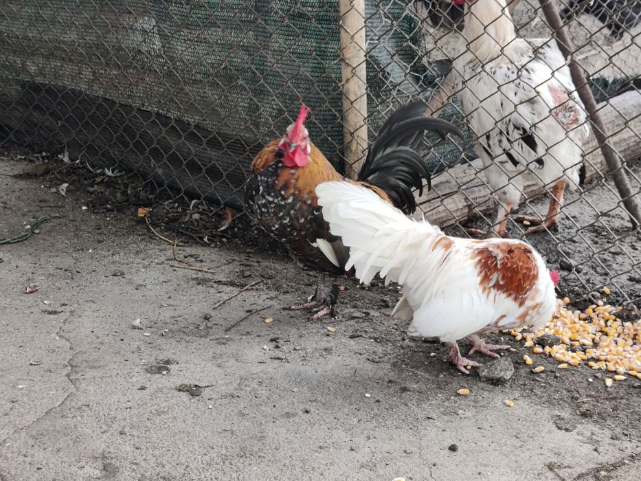 Cocosi mii de flori richi