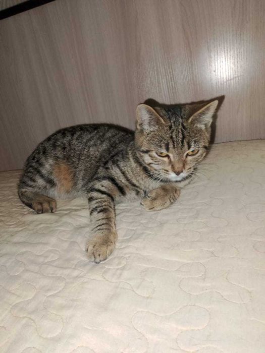 Отдам котенка девочка