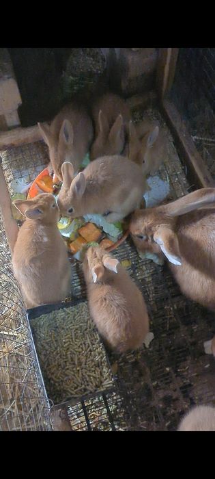 Quyon burgund oyla sotiladi