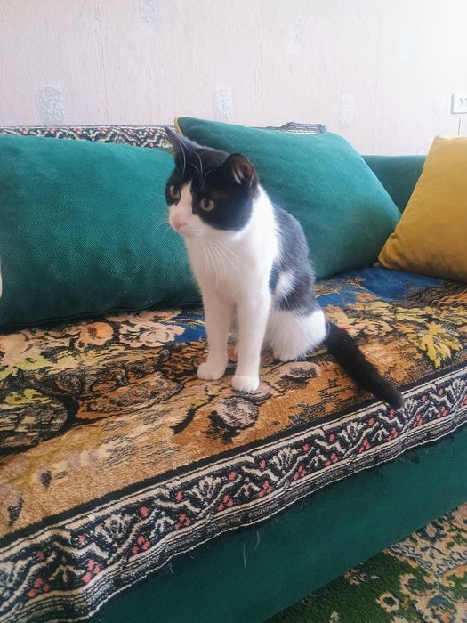Отдам в добрые руки котика