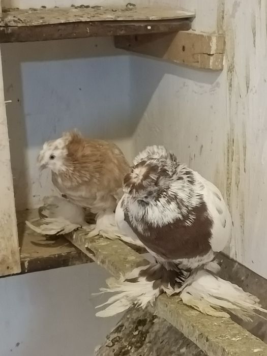 Распродажа голубей