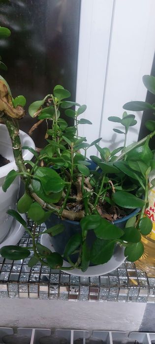 Денежное дерево продам