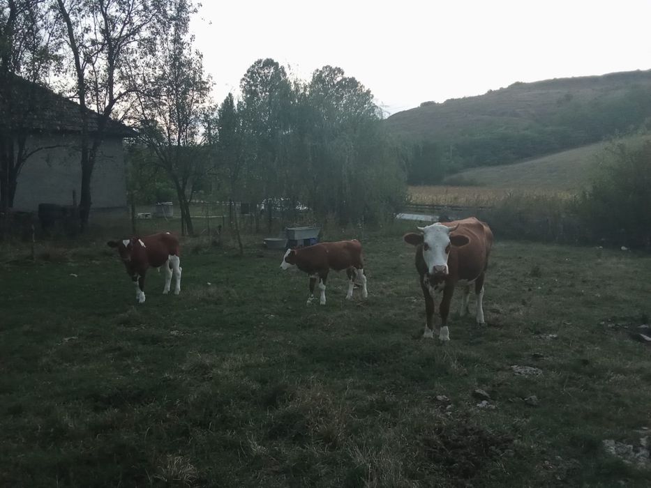 Vand vaca cu viței
