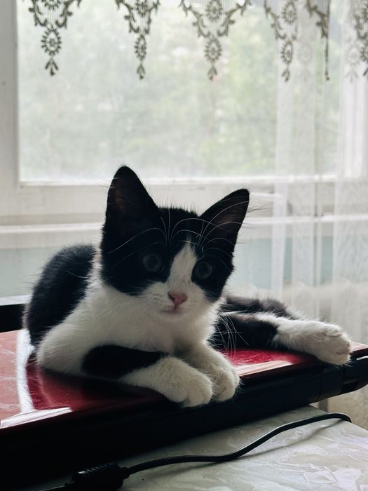 Добрые ласковые котята ( кот , кошка)