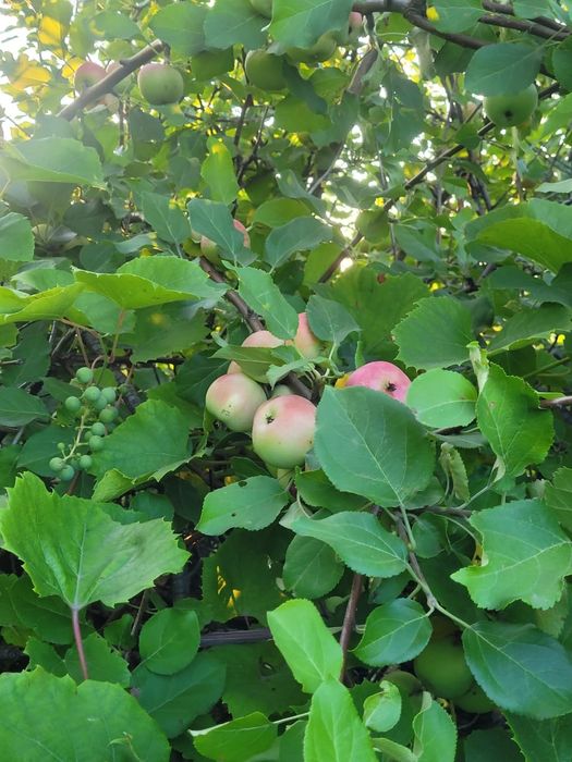 Продам дачу сад Березка