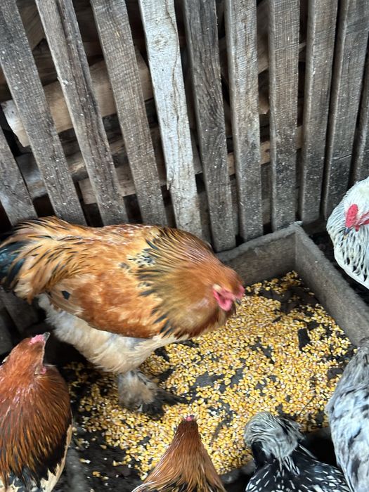 Brahma Columbia, HD si Albastru