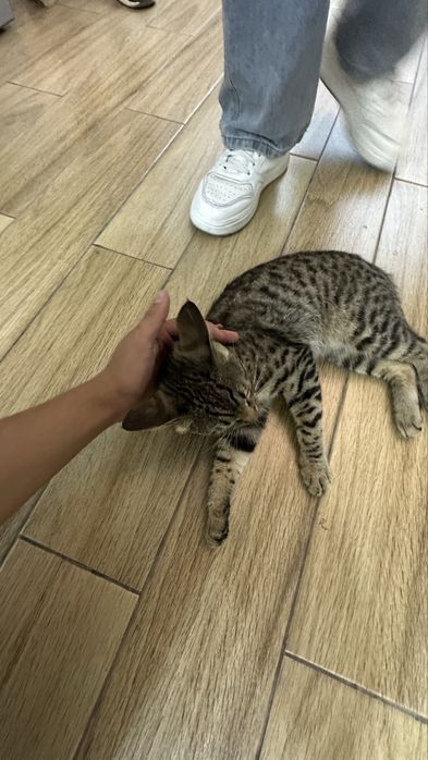 3 kun kafolat beriladi