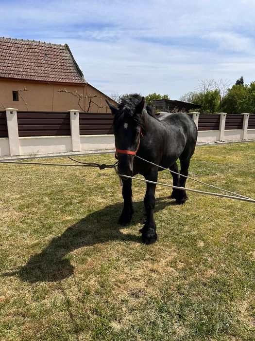 Manz armasar  negru(3 bucati)