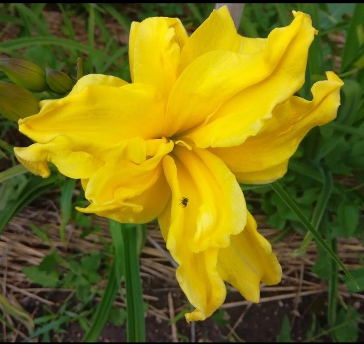 Лилейник Дабл Ривер Вай