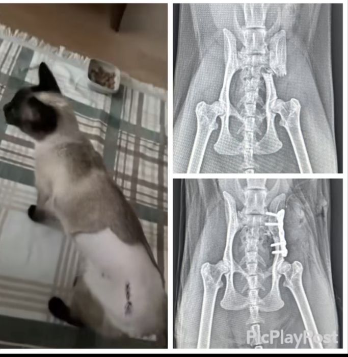 Veterinariya xizmati – It va mushuklar uchun tezkor yordam!