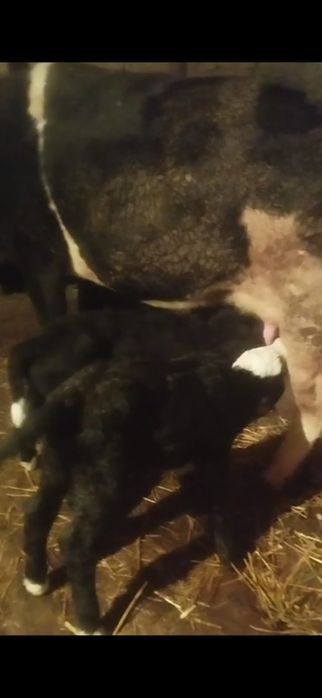 Бузаулар сатылады