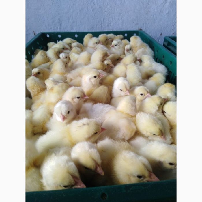 Adler jojalari sotiladi   1 oylig