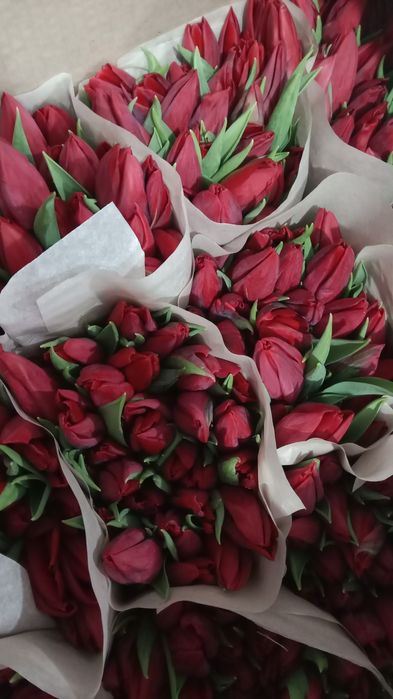 Продам тюльпаны свежие