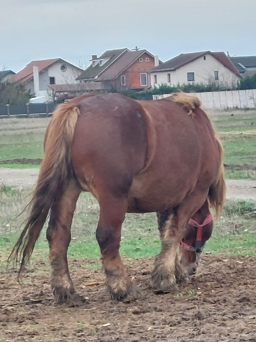 Vand iapa grea de 5/6 ani gestanta in 6 luni.