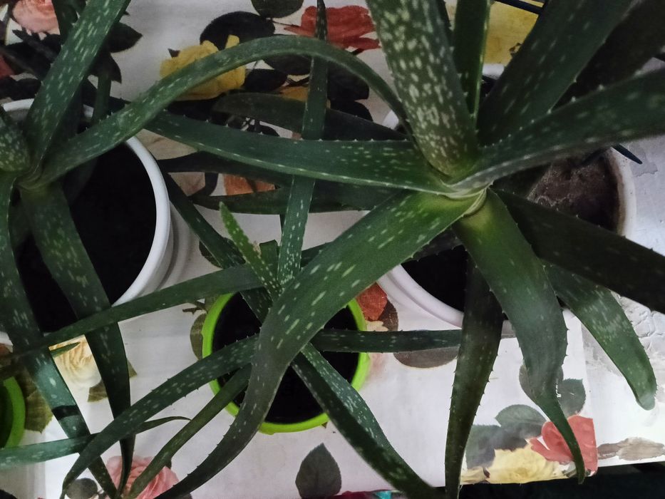 Растение Алое вера