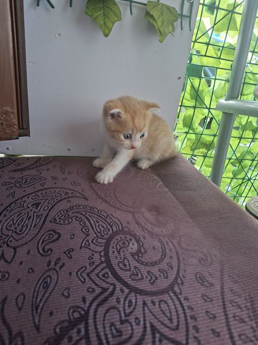 Котёнок Породистый