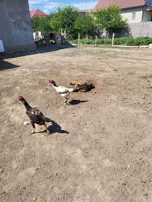 Дакан жумыртка бар
