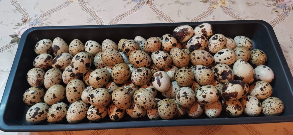 пъдпъдъчи яйца!!!х
Винаги пресни Тарелка от 12бр