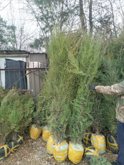 Арча кучатьари сотилади