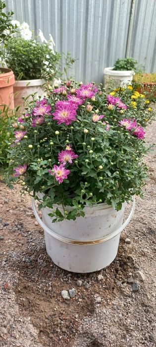 Хризантема мультифлора