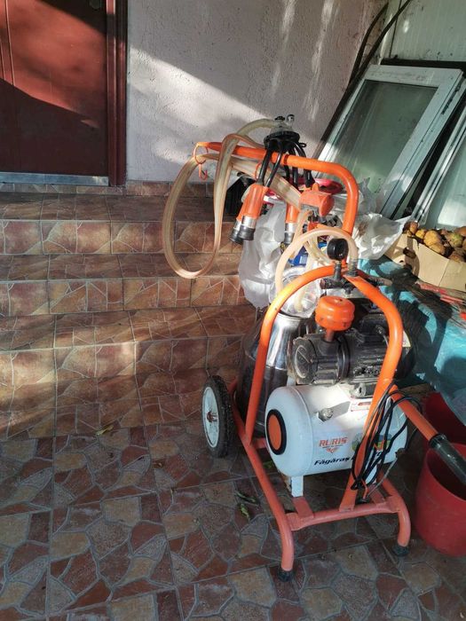 Junică Holstein, de un Vițel și Gestantă cu al 2-lea + Mulgătoare