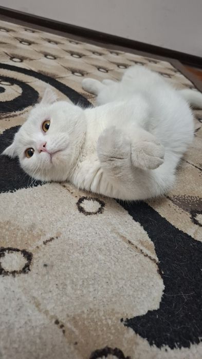 Кот приглашает к себе невеста на вязку