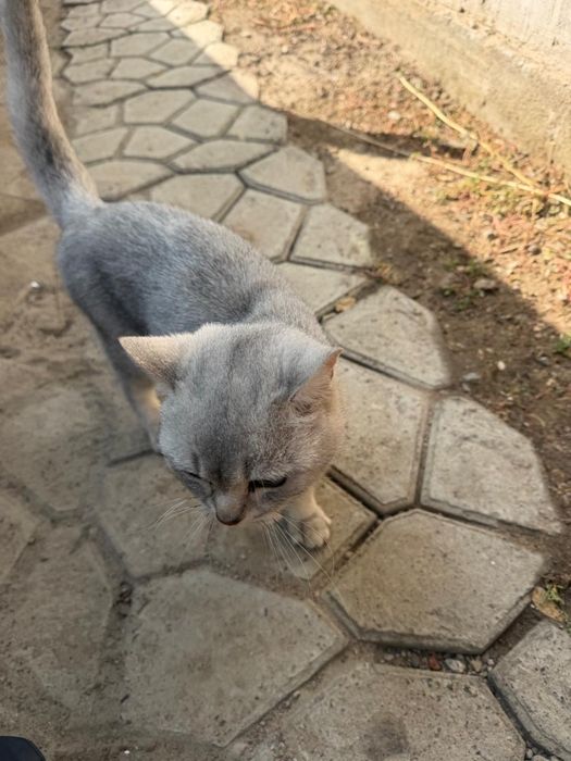 Беспалтнаяа кошка