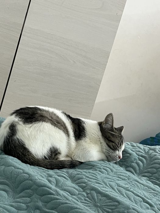 кошка потерялась