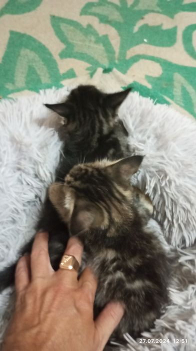 Продаються домашним кошкт