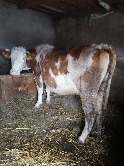 Vând vacă.         .