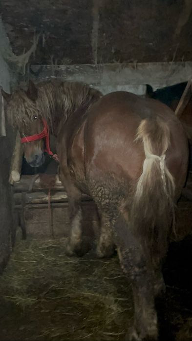 Harmasar 2 ani jumate