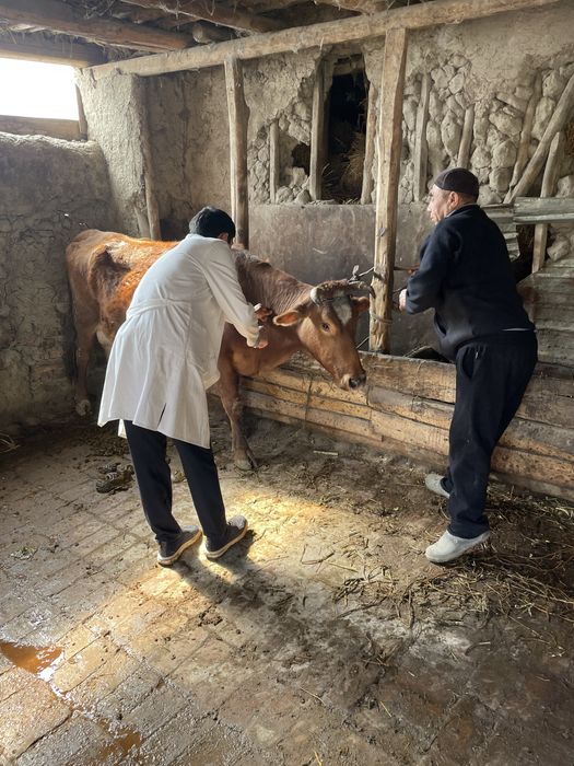 Veterinariya hizmat 24/7