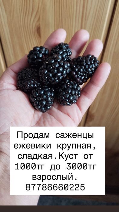 Продам саженцы малины, ежевики, ежемалины.