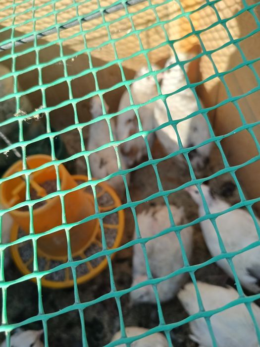 Продаю переделок 5 месяцев