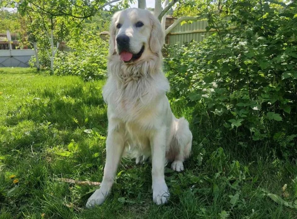 Голдън ретривър чистокръвни мъжки и женски