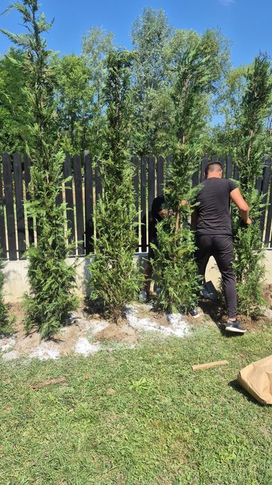 Magnolia  gradiflora  maslin