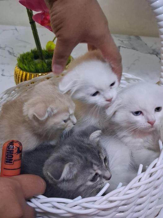 Скотиш фолд 2 месячные котята