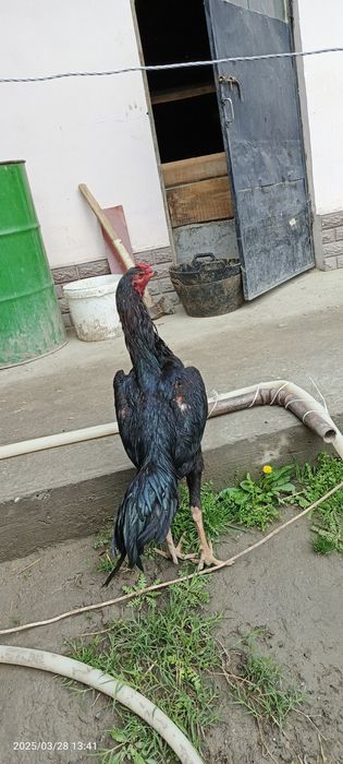 Para sotiladi qoravoylar