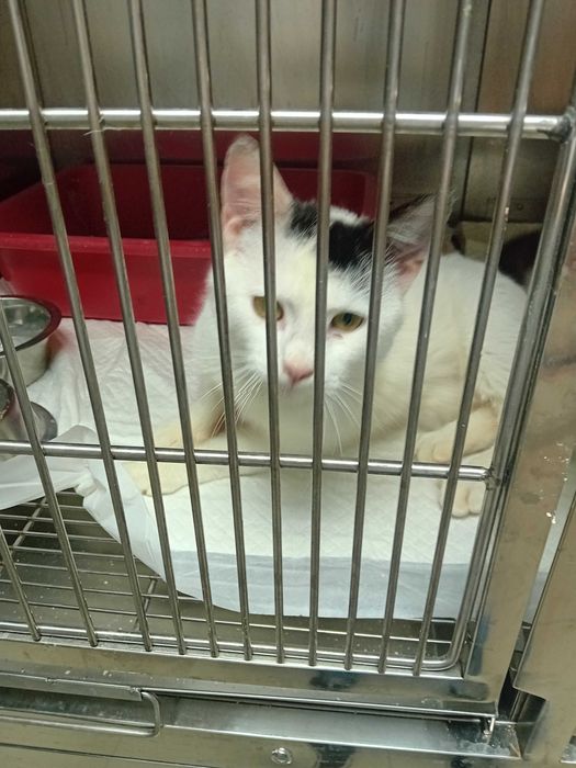 Bulgaras pisoi pentru adoptie