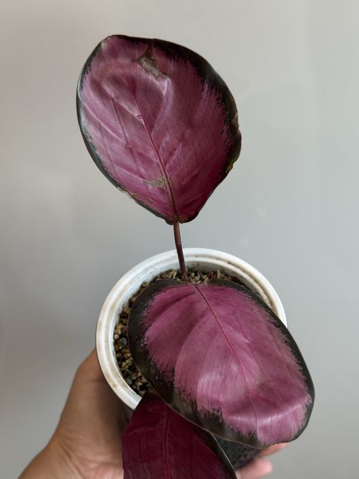 Калатея Розеопикта