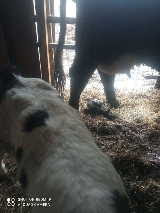 Vând vaca buna de lapte