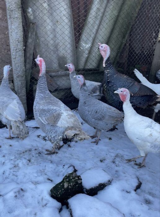 Curcani de casă crescuti bio