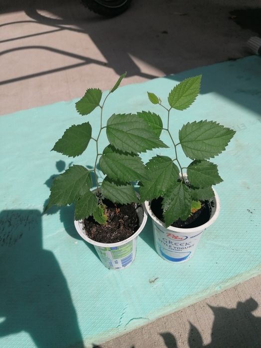 Еводия Даниели-Дървото на пчеларя, Албиция, Южна Копривка. Медоносни.