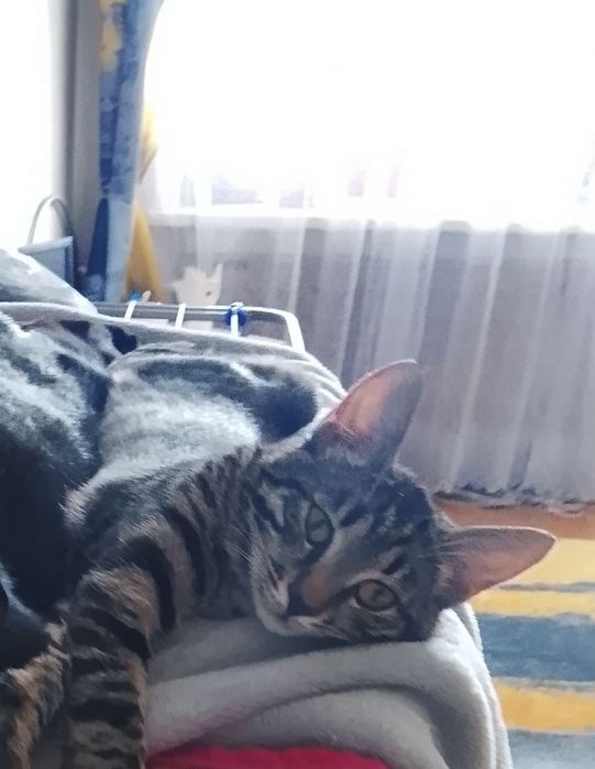 Котенок девочка 4 месяца