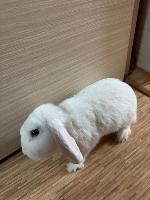 2 белых кролика почти даром