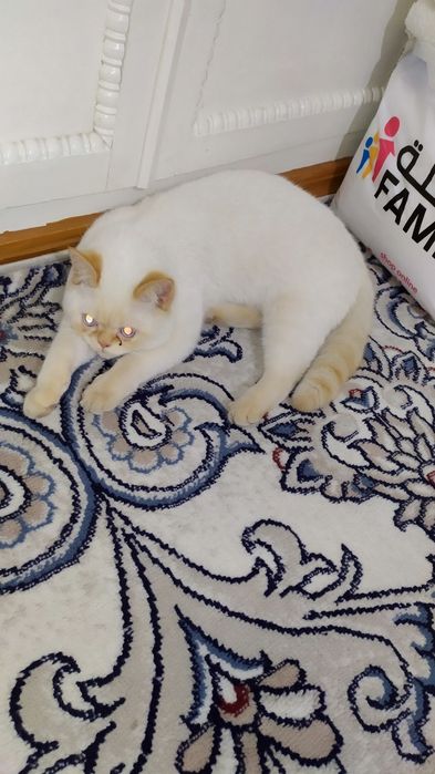 Продаю,Кошка игривый, окрас белый, парода  red point, мальчик