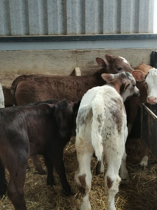 Vand vitei întercati