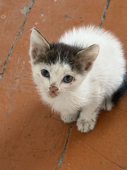 Котята ищут дом