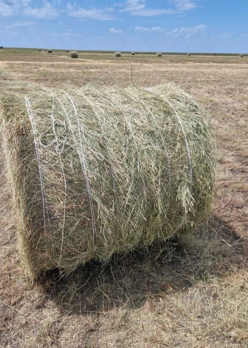 Продам сено в рулонах 250-300кг