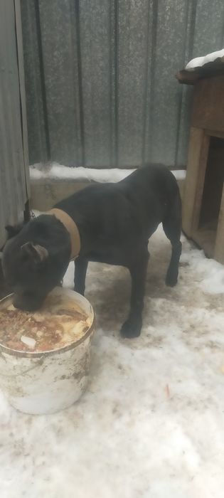 Продам Пит буль полтора года ему красавчик